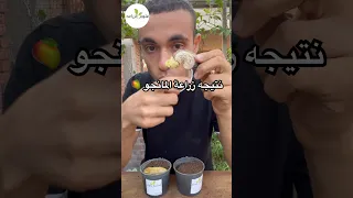 الجزء الثاني زراعة المانجو اكسبلور زراعة Plant Gardening زراعة المانجو 