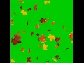 Green Screen daun berjatuhan terbaru 2022 || free download No copyright