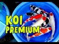 Download Lagu STOCK KOI  HARI INI KOI WEEKEND !!! | 21-06-2025