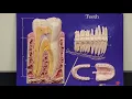 Professor Long 2402 Lab Anatomy of Teeth