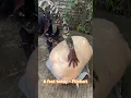 6 feet teddy Flipkart unboxing