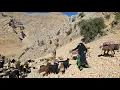 Download Lagu Nomads migrate over difficult paths to the top of the mountains | Nomadic life
