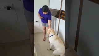 Simba Viralvideo Youtubeshorts Labrador Shortvideo Simbatherockstar Simplelifefamilyvlogs 