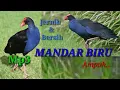 Download Lagu Suara pikat mandar biru paling ampuh, jernih dan bersih || Mp3