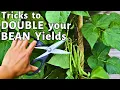 This Tips and Tricks will DOUBLE your bean harvest yields pole bean how to get more beans