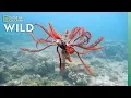 Download Lagu Feather Stars and Their Animal Invaders | Nat Geo Wild
