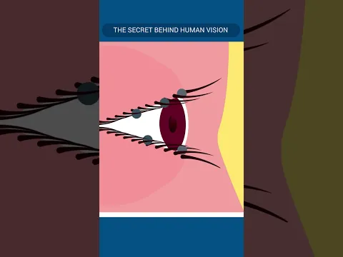 Every Blink Protects Your Eyes