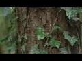 Nature Sounds - Birds Chirping - Relaxing Nature Videos and Sounds (No ads)