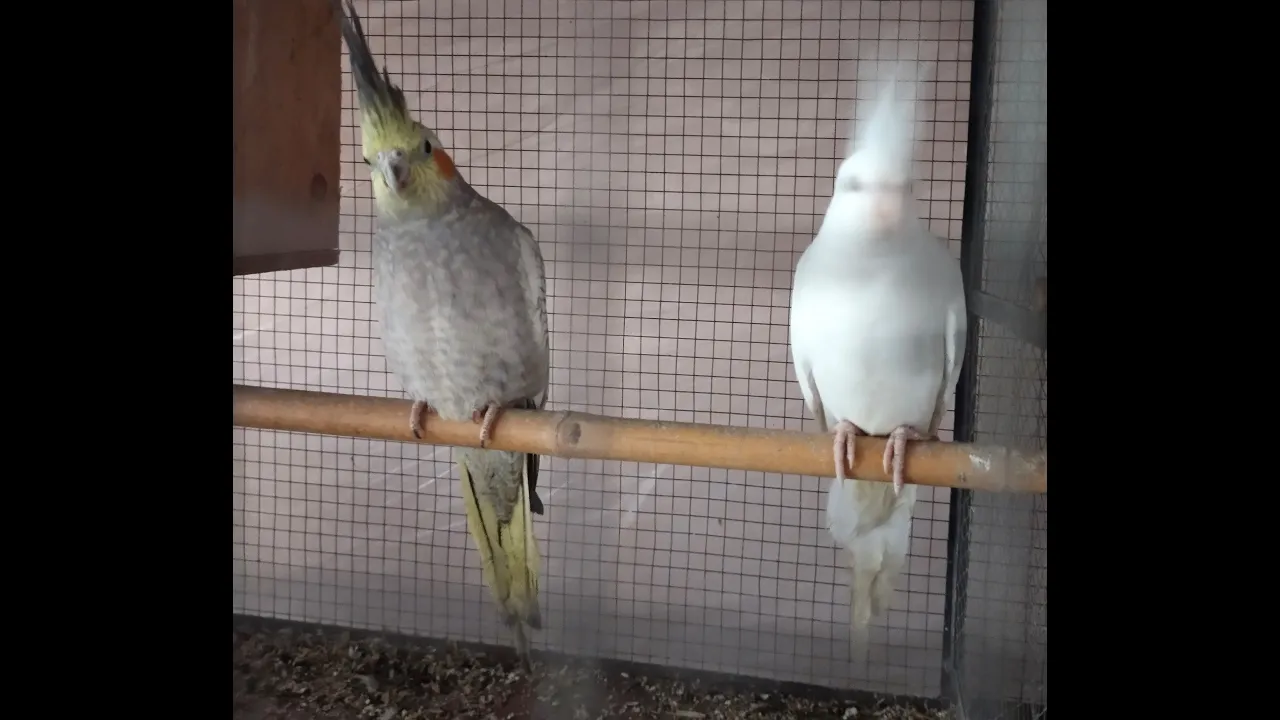 breeding again
