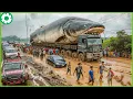 Download Lagu Terrible Off-Road Truck: You Will Be Shocked Truck and Extreme Dangerous Heavy Machinery Machines #5