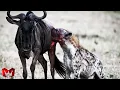 Download Lagu Top Momen Hyena Memburu Dan Membunuh Mangsanya Dengan Kejam! Pertarungan Hewan Buas Di Alam Liar