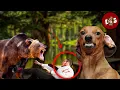 Dachshund Fights Bear To Save It s Owners Life 5 Hero Dachshund Stories