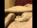 Download Lagu Cat politely declines being removed from blanket pile