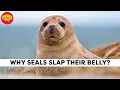 Why do seals slap their belly Seal Facts Fascinating facts Why Things Happen