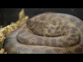 Incubation Techniques - CrittaCam