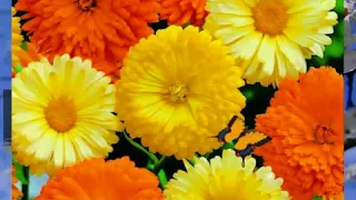 اجمل موسيقي رررررروعة انت يا جنات حبي واشتياقي و جنوني 