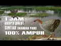 Download Lagu 👉1Jam Suara Pikat Burung Sintar Mata Merah Mandar Padi