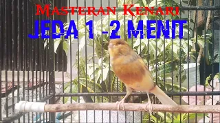 Download MASTERAN KENARI ngerol panjang || jeda 1 menit || Cepat masuk masteran. MP3