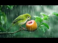 Download Lagu Suara Burung yang Menenangkan \u0026 Hujan ~ Suara Burung Bernyanyi Menyembuhkan Stres, Kecemasan, dan...