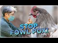 Fowl Pox in Chickens Symptoms Treatment and Prevention