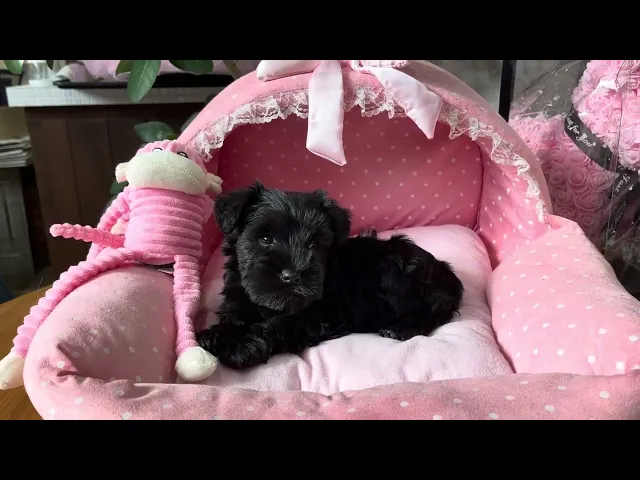動画