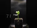 Download Lagu menanam benih kacang buncis #timelapse #kacang #kacangbuncis #beans