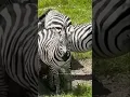 Download Lagu Suara zebra #shortvideo #shortsfeed #shorts #short