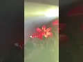 Wasted - Don Toliver LIVE AT ARAGON BALLROOM