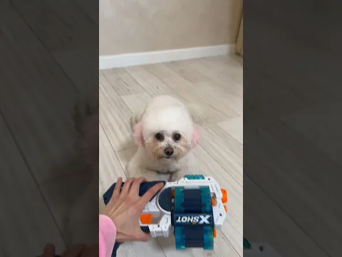 Bella: mom, you hit me! #funny #dog #cute #smart
