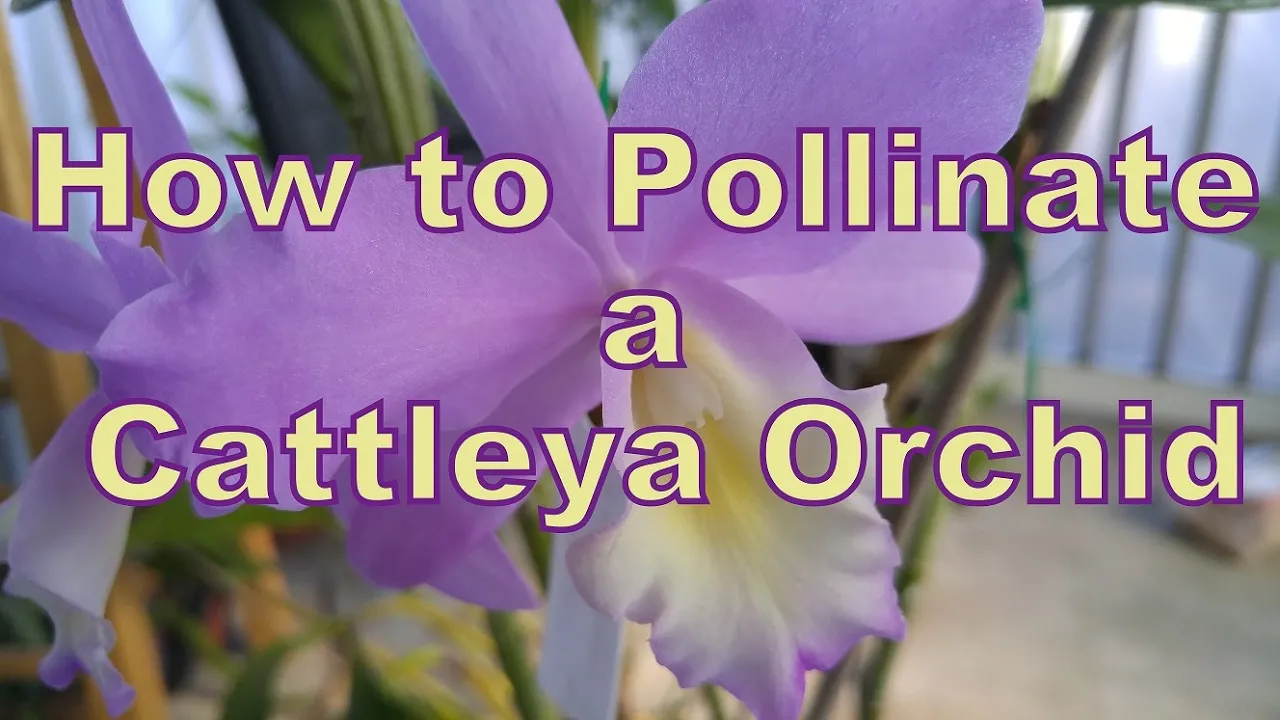 HOW TO POLLINATE A CATTLEYA ORCHID