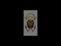 Wolf in Sheep's Clothing REBORN (Bridge and Breakdown removed) -- Set It Off