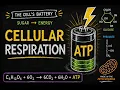 Cellular Respiration How Your Cells Make Energy