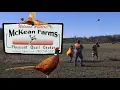 Ultimate Pheasant Hunting Experience at McKean Farms EVERYONE has to try THIS