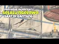 Download Lagu Penyebab murai batu selalu ngelowo saat di gantang