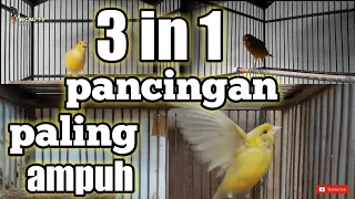 Download Pancingan Kenari Malas Bunyi Agar Gacor || Suara Kenari Betina \u0026 Jantang Untuk Rangsangan Bunyi MP3