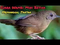 Download Lagu Suara Wambi Mini Betina Birahi Sangat Ampuh Memanggil Jantan