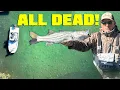 We Found Thousands of DEAD FISH