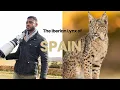 Lagu Photographing One of The Rarest Animals On The Planet: Search for The Elusive Iberian Lynx