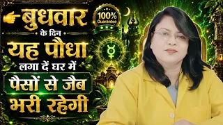 बुधवार के दिन यह पौधा लगा दें घर में पैसों से जैब भारी रहेगी