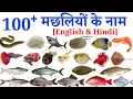 Download Lagu 100 Fish Name in Hindi \u0026 English|  Fish Name|मछलियों के नाम |Indian fish names in hindi and english