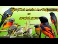 Download Lagu Suara pikat burung mantenan ribut ‼️ prenjak gacor‼️mantenan gacor#suarapikatburung