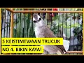 Download Lagu 5 KEISTIMEWAAN BURUNG TRUCUKAN YANG JARANG ORANG KETAHUI