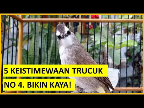 5 KEISTIMEWAAN BURUNG TRUCUKAN YANG JARANG ORANG KETAHUI