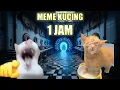 Download Lagu 1 JAM Pov Meme Kucing