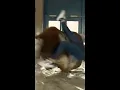 TV reporter gets thrown from mechanical bull