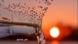 سل الحكيم كيف تعرف من يحبك قال الحكيم من يحبك سل عنك اذا كان يحبك دندنها