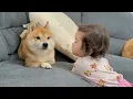 Download Lagu 豆柴の秘密基地にどうしても入りたい1歳児とちょっと渋る豆柴のやり取りが可愛すぎました...
