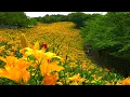 Download Lagu De prachtige lelies die bloeien op de heuvels van Kasui Lily Garden!