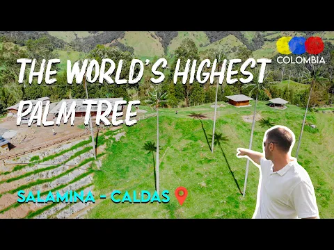 Wax Palm Samaria Valley, Salamina Caldas – Get to know the World's Highest Palm Tree