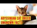 Abyssinian Cat Breed 7 Things To Know Before Buying One All Cats
